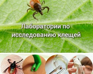 Исследование клещей.