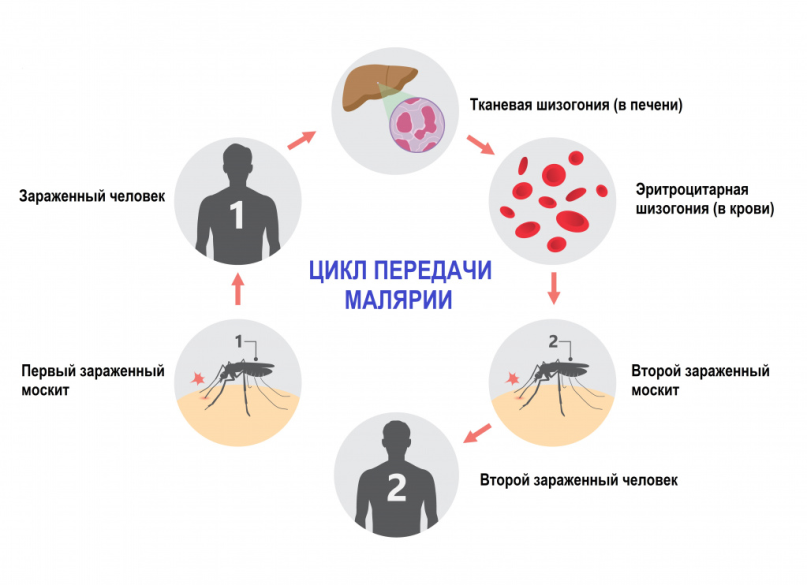 Малярия 2025